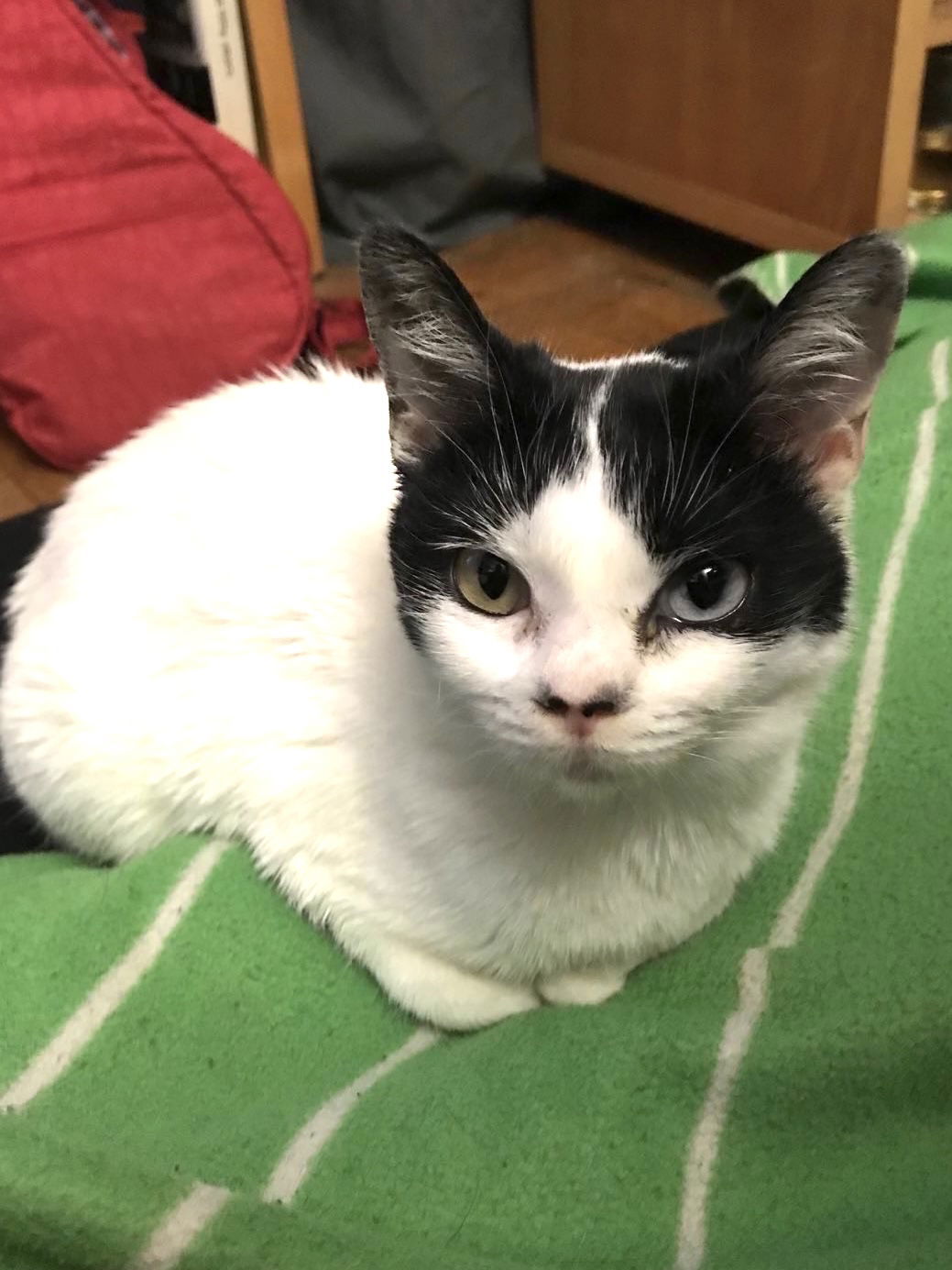 Ms Kitty