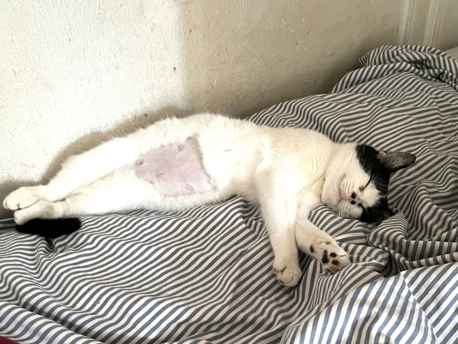 Ms Kitty