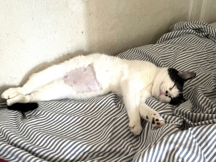 Ms Kitty 3