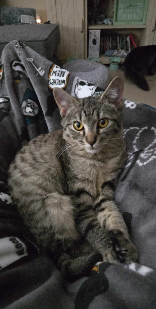 Harley, an adoptable Domestic Short Hair in Ada, OK, 74820 | Photo Image 1