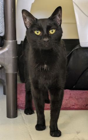 Ebony (Little girl)