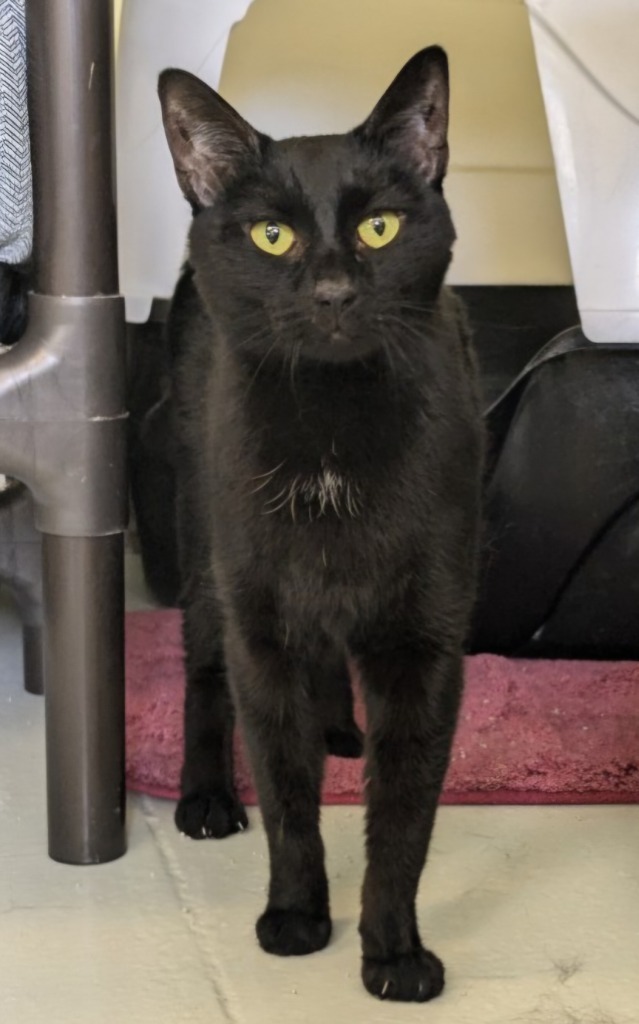 Ebony (Little girl)