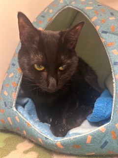 Ebony (Little girl) 2