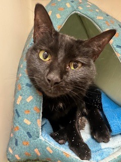 Ebony (Little girl) 3