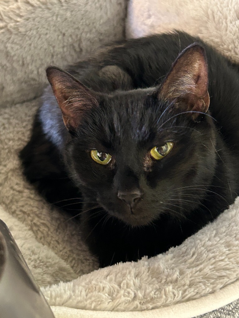 Ebony (Little girl)