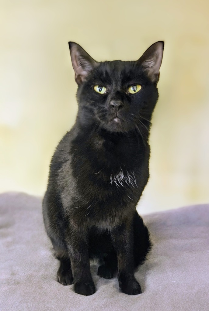 Ebony (Little girl) 5