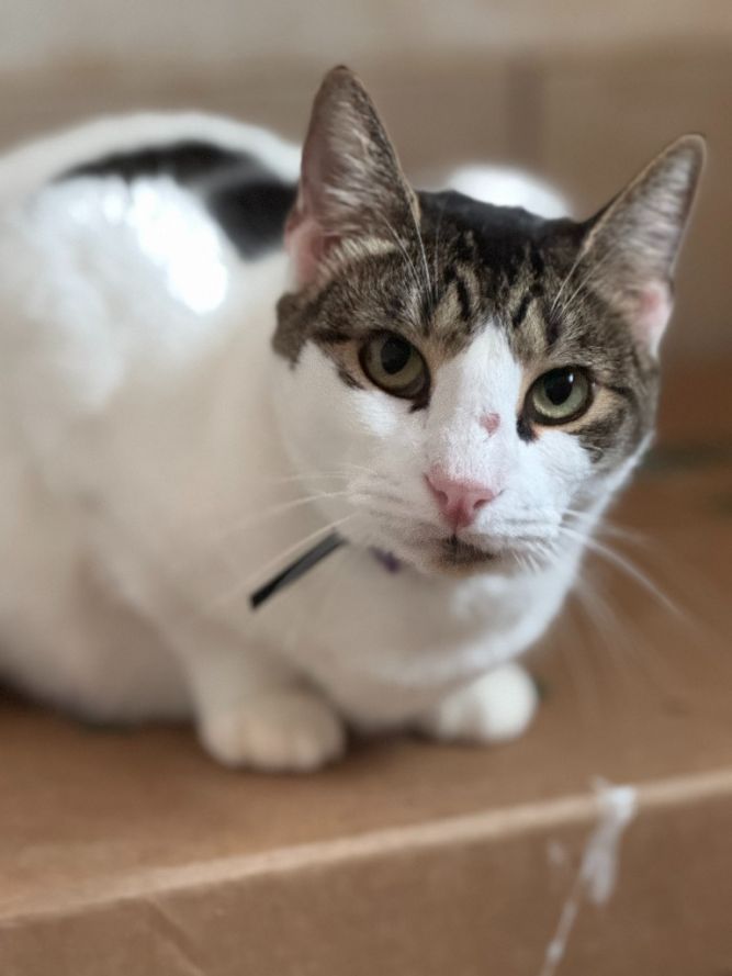 Domino aka Batman
