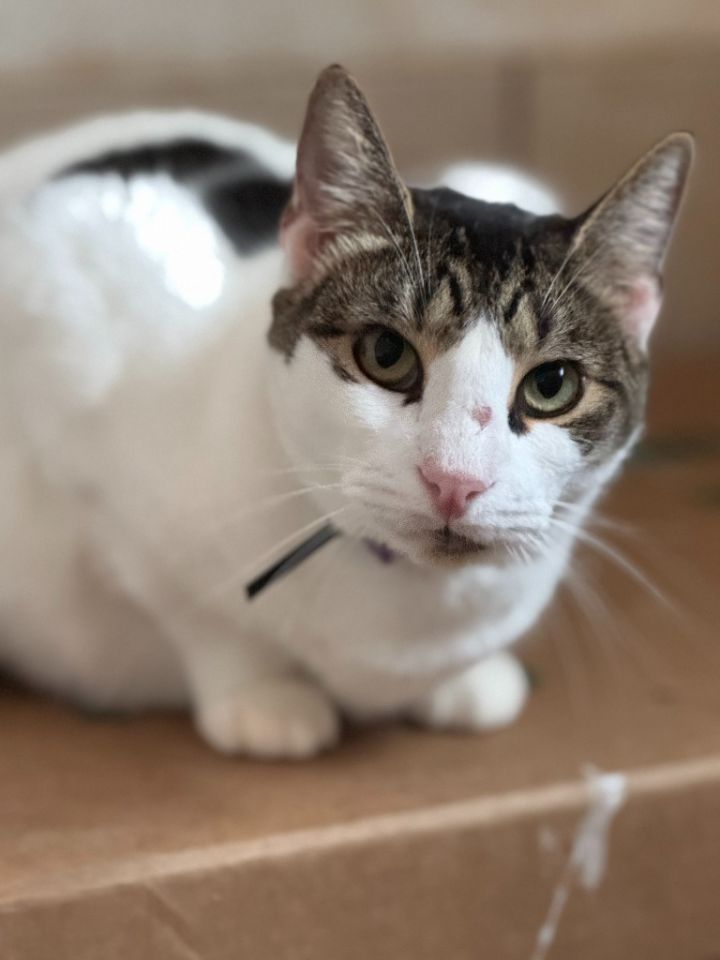 Domino aka Batman 1