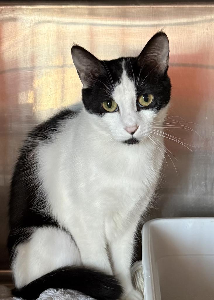 Fergie (Felix), an adoptable Domestic Short Hair in Pahrump, NV, 89048 | Photo Image 1