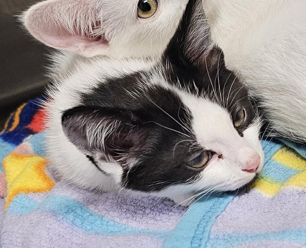 Fergie (Felix), an adoptable Domestic Short Hair in Pahrump, NV, 89048 | Photo Image 2