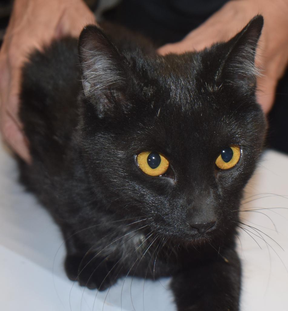 Twinkle (Tails 7), an adoptable Domestic Short Hair in Pahrump, NV, 89048 | Photo Image 1