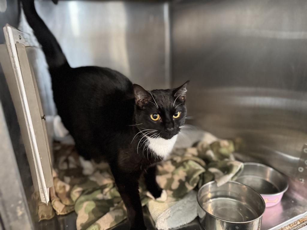 Tucson (Inyo K6), an adoptable Domestic Short Hair in Pahrump, NV, 89048 | Photo Image 1