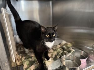 Tucson (Inyo K6), Young Male Domestic Short Hair