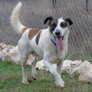 Maximiliano, Adult Male Shepherd