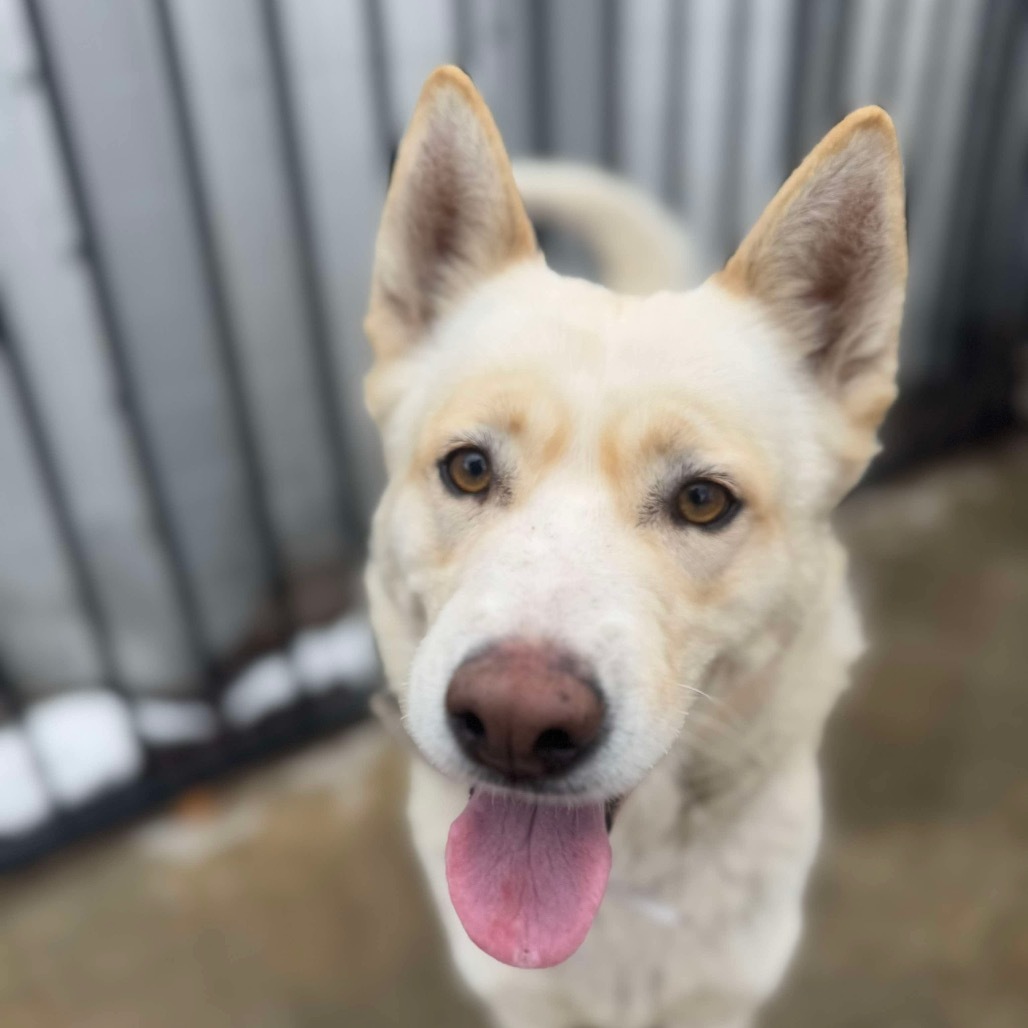 Snowball