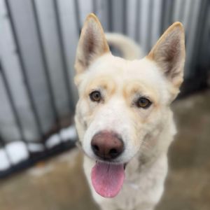 Snowball, Adult Female Husky