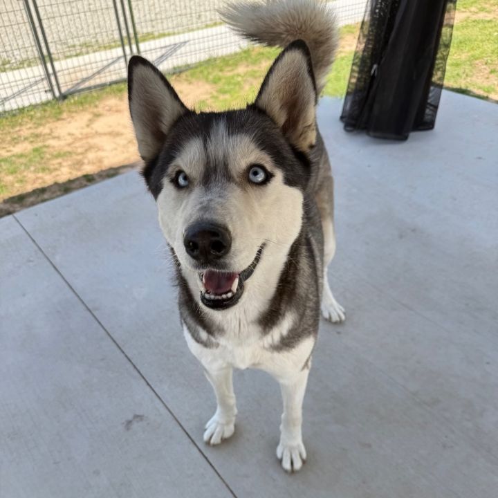 Sitka 1