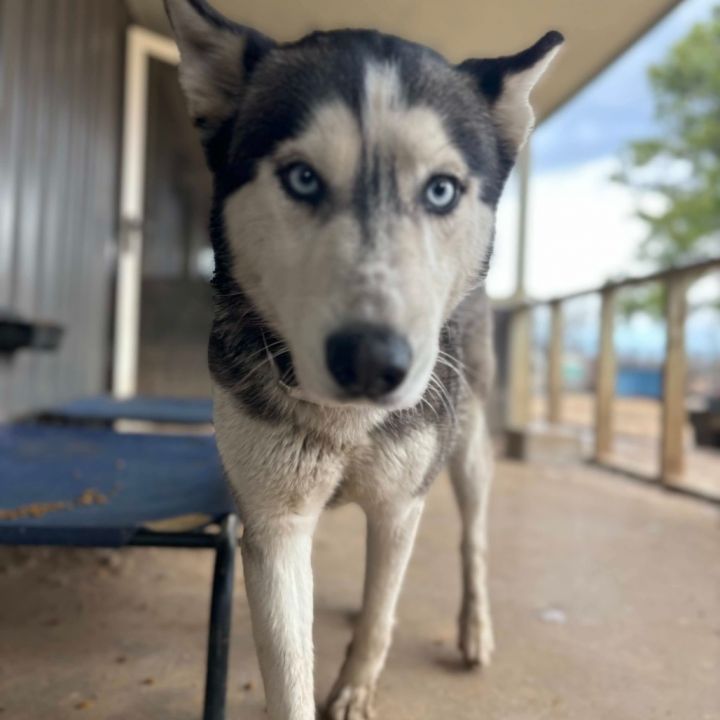 Sitka 2