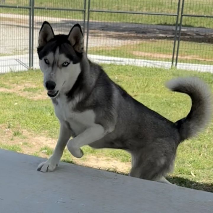Sitka 3