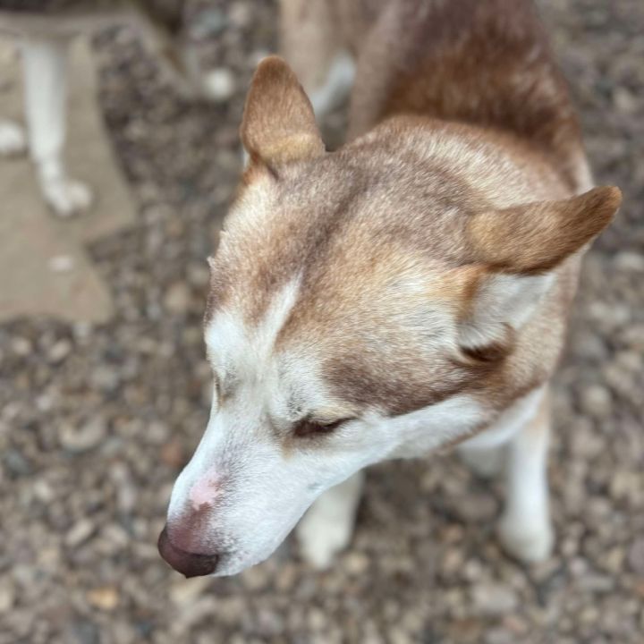 Arlo 2