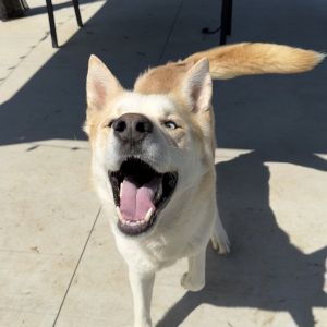Donnie, Adult Male Husky
