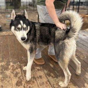 Calgary, Adult Male Husky