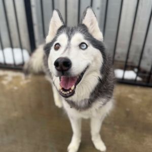 Laya