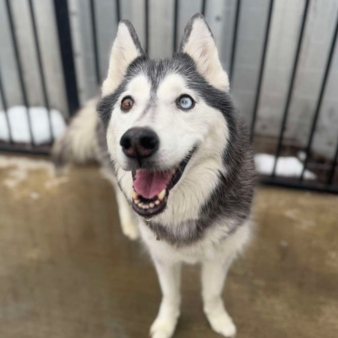 Laya