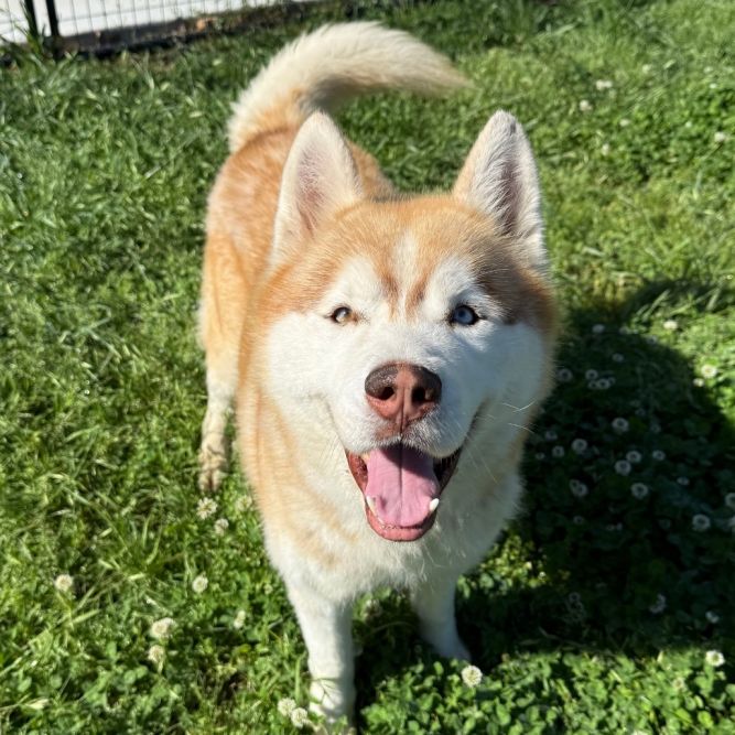 Bear Face