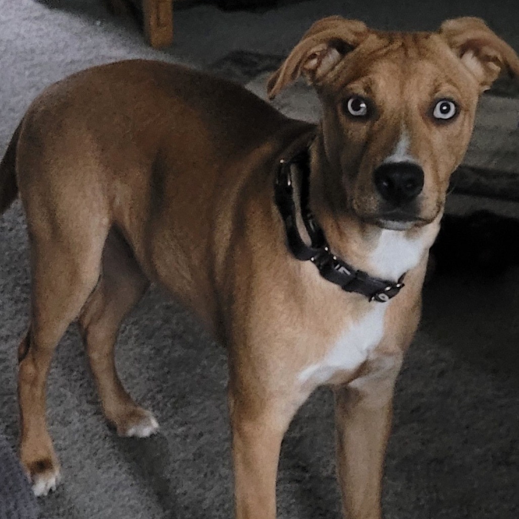 Jax