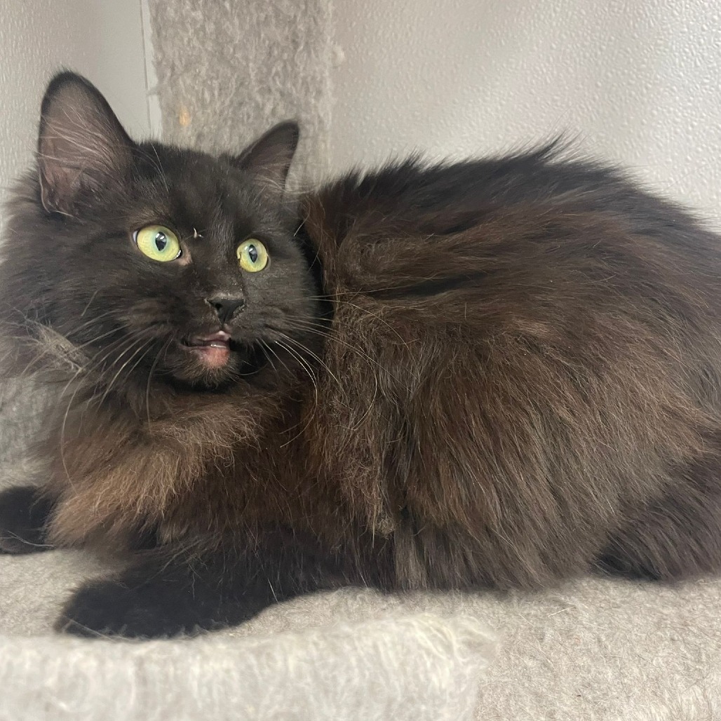 Obsidian, an adoptable Domestic Long Hair in Kingman, KS, 67068 | Photo Image 1