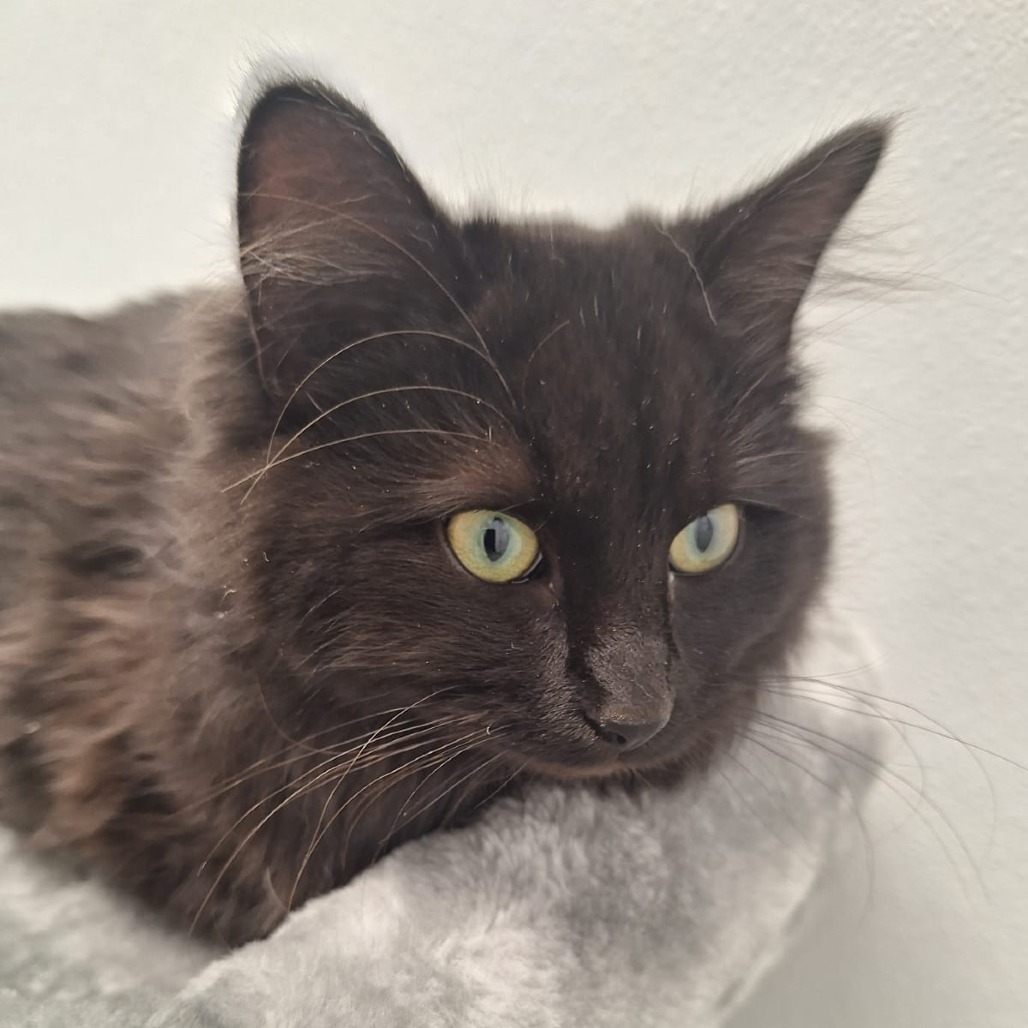 Obsidian, an adoptable Domestic Long Hair in Kingman, KS, 67068 | Photo Image 2