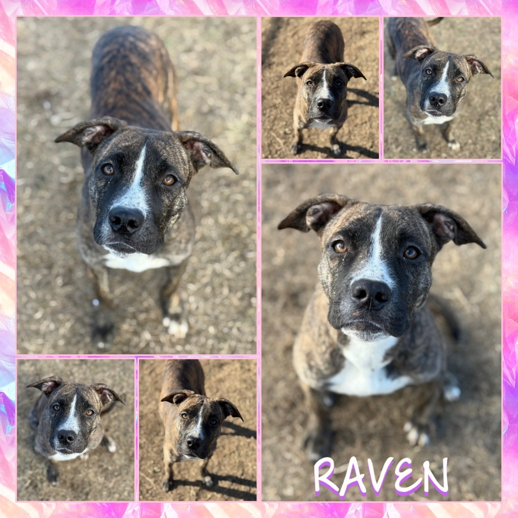 Raven