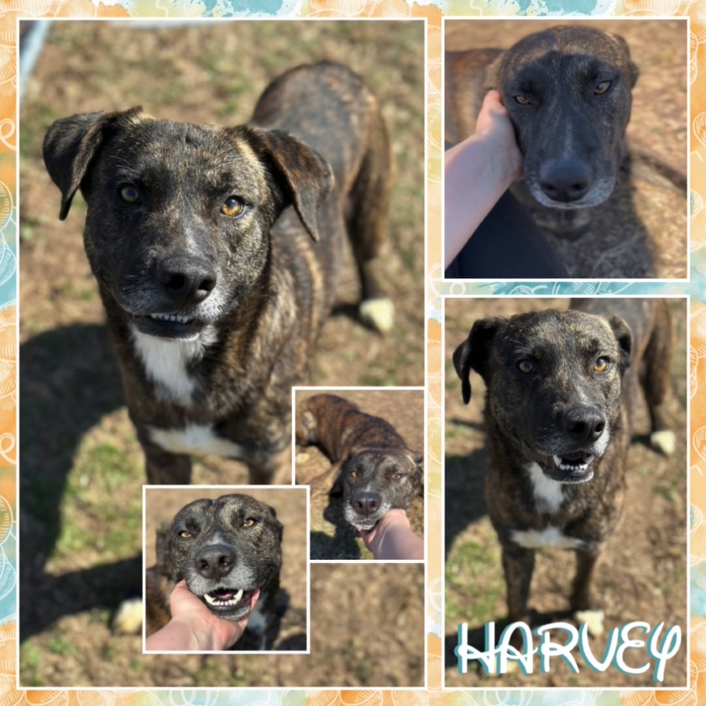 Harvey