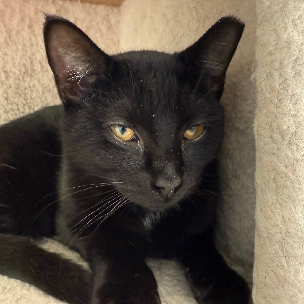 Sun, an adoptable Domestic Short Hair in Thomaston, ME, 04861 | Photo Image 1