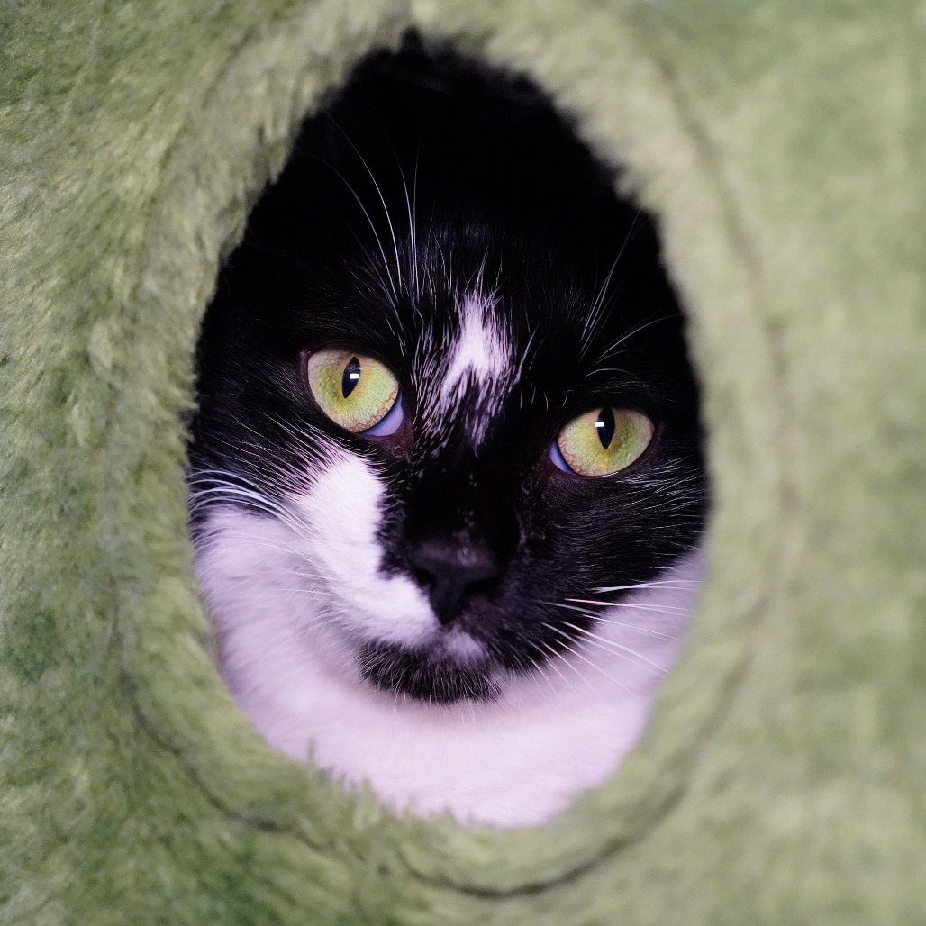 Noah, an adoptable Domestic Short Hair in Thomaston, ME, 04861 | Photo Image 1
