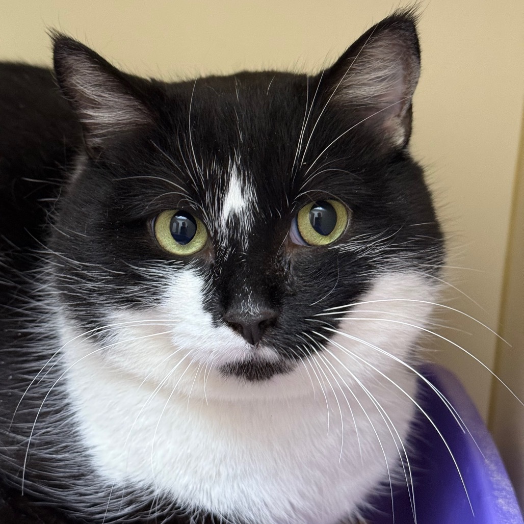 Noah, an adoptable Domestic Short Hair in Thomaston, ME, 04861 | Photo Image 2