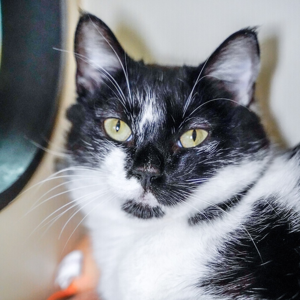 Noah, an adoptable Domestic Short Hair in Thomaston, ME, 04861 | Photo Image 3