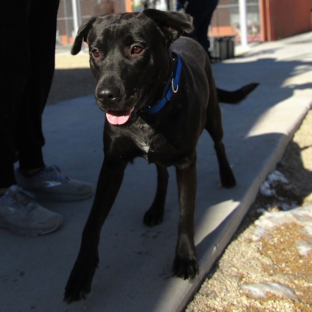 Riley, an adoptable Mixed Breed in Las Cruces, NM, 88012 | Photo Image 1