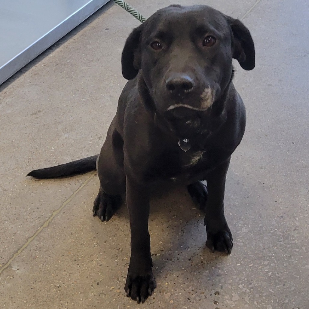 Riley, an adoptable Mixed Breed in Las Cruces, NM, 88012 | Photo Image 2