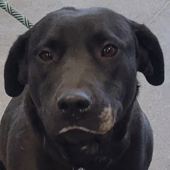 Riley, an adoptable Mixed Breed in Las Cruces, NM, 88012 | Photo Image 3