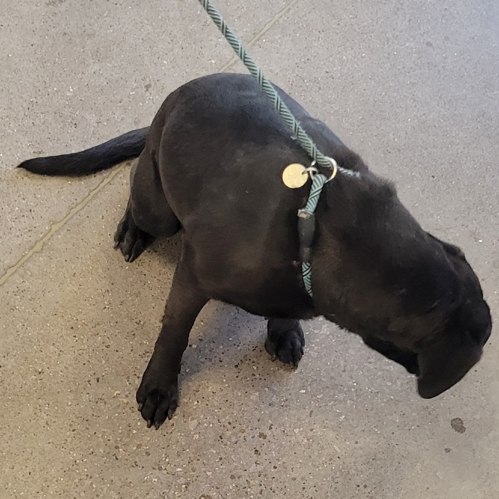 Riley, an adoptable Mixed Breed in Las Cruces, NM, 88012 | Photo Image 4