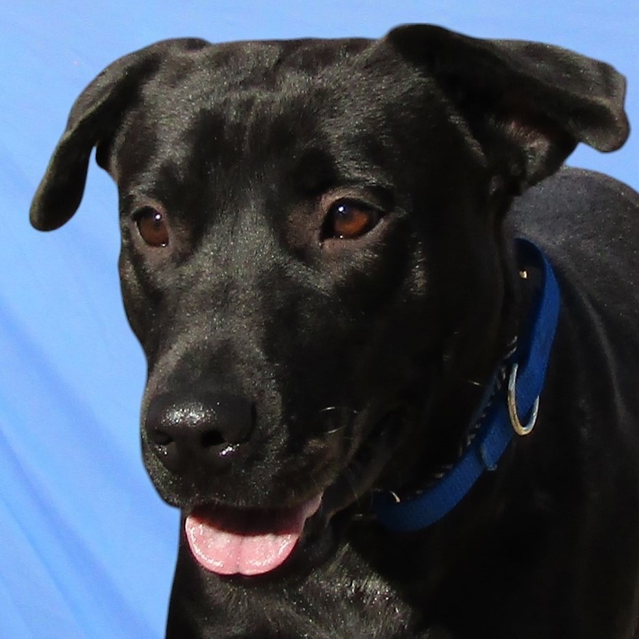 Riley, an adoptable Mixed Breed in Las Cruces, NM, 88012 | Photo Image 5