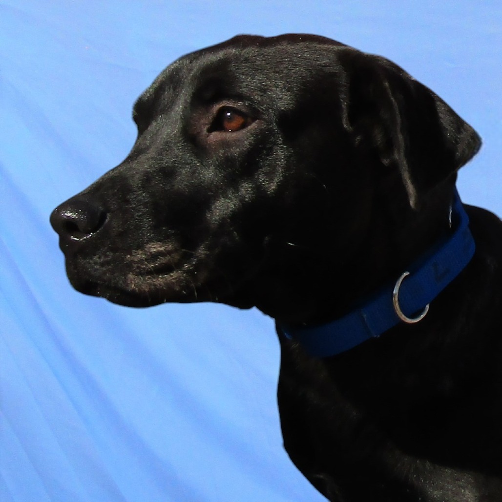 Riley, an adoptable Mixed Breed in Las Cruces, NM, 88012 | Photo Image 6