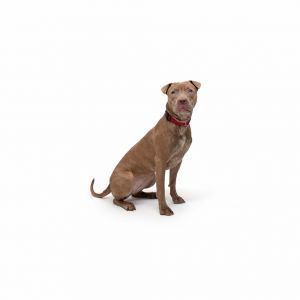 Honey Mixed Breed Dog