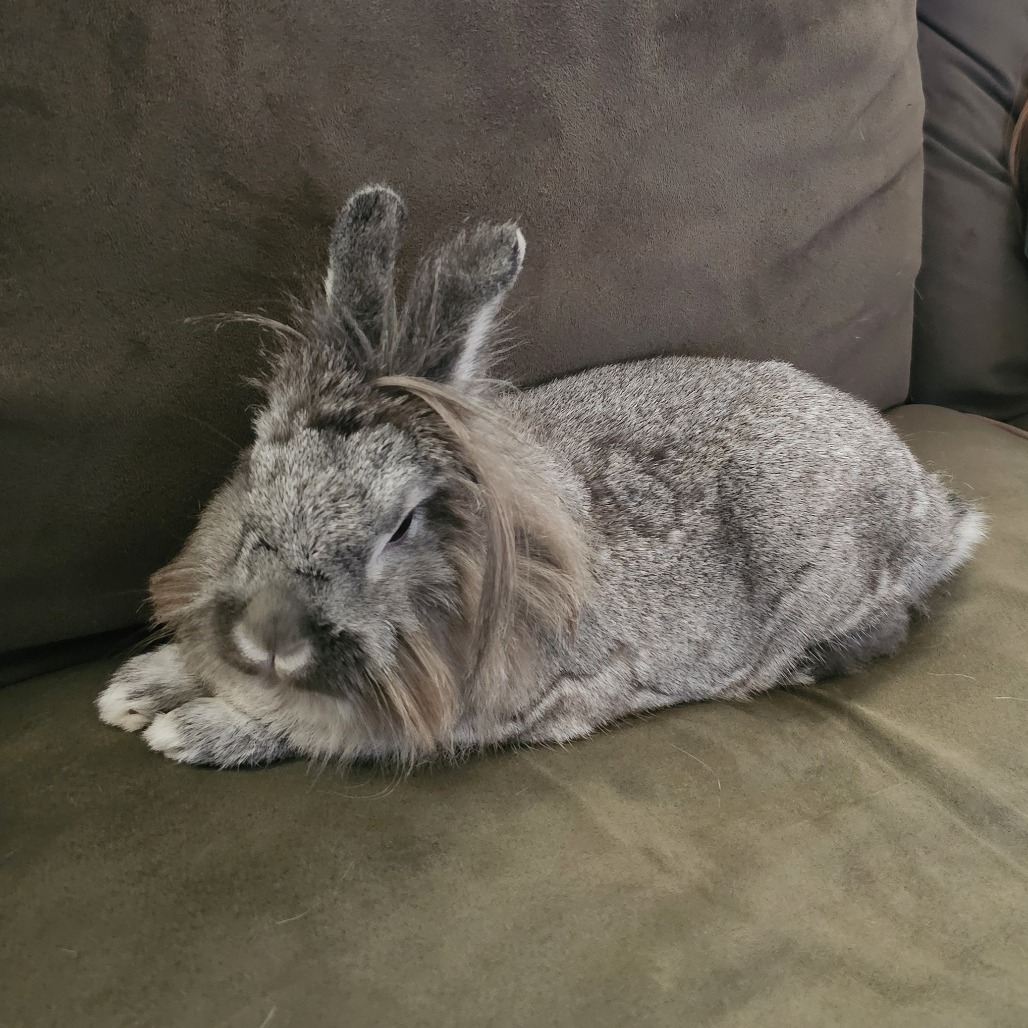 Clover Grey-Foster