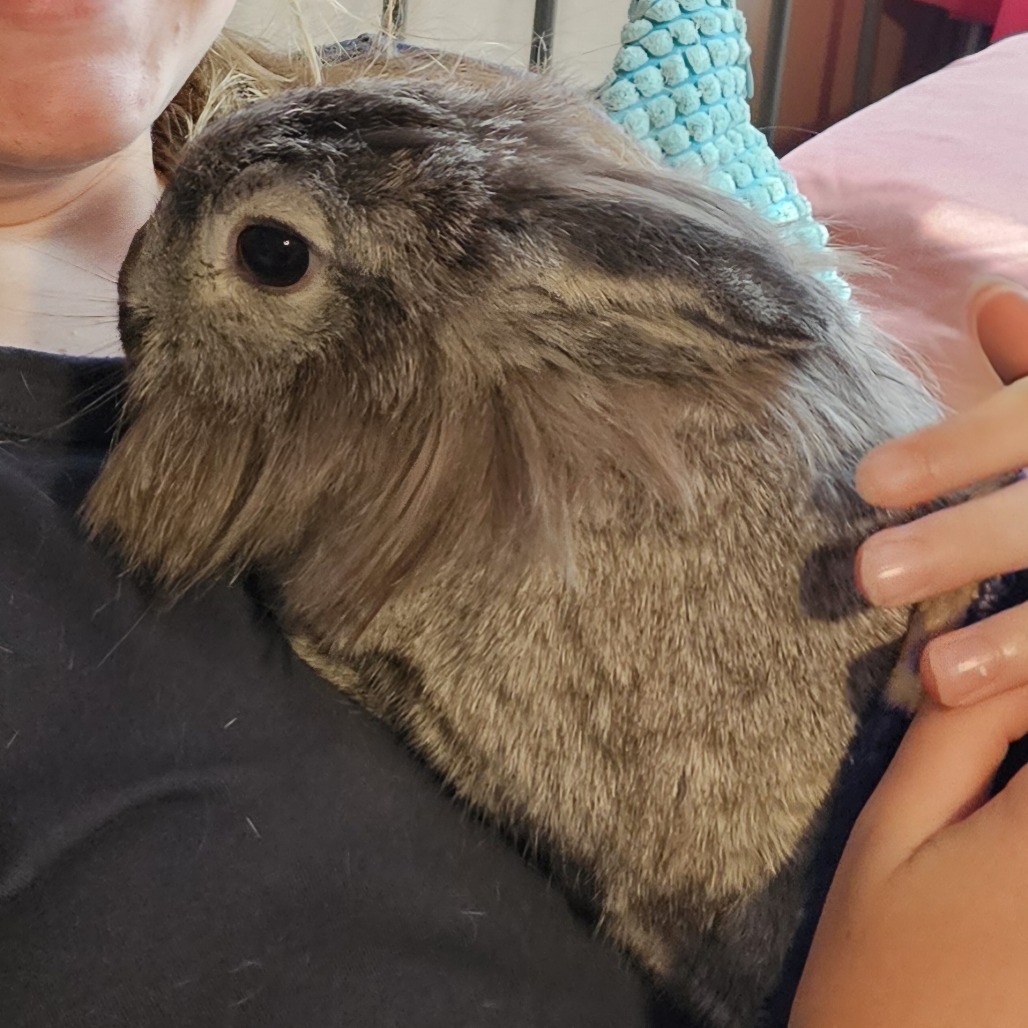 Clover Grey-Foster