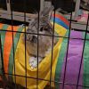 Clover Grey-Foster photo 3