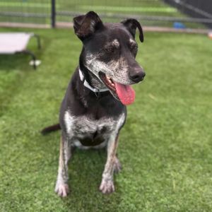 Kelce, Adult Female Mixed Breed