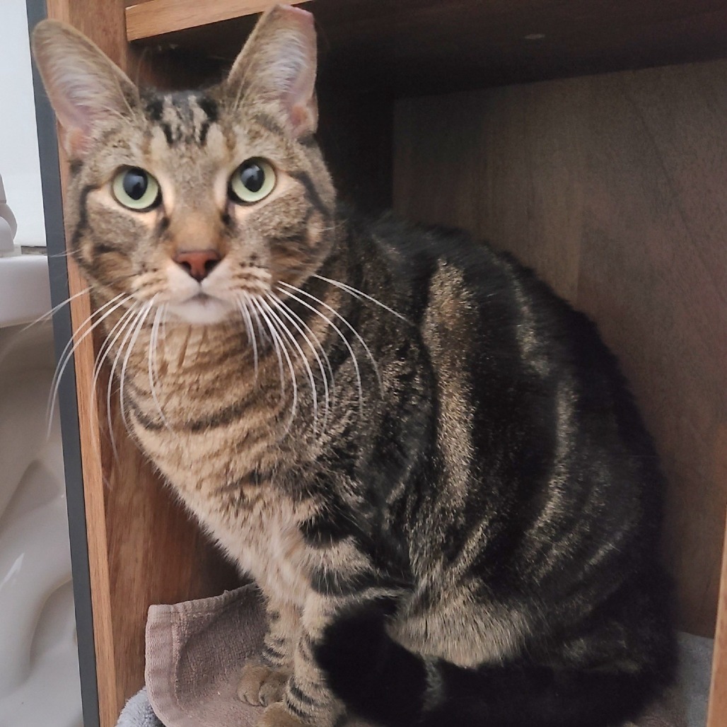 Quail, an adoptable Domestic Short Hair in Salt Lake City, UT, 84106 | Photo Image 3